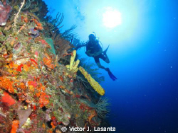 On the Wall at Two For You Dive site in Guanica P.R.
Can... by Victor J. Lasanta 